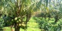 Kebun Kelapa Era Bupati Wardan Dinilai Berhasil, Gubri Sebut Kelapa Menjadi Pendorong Ekonomi