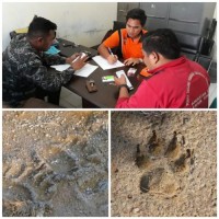  Beredarnya Informasi Penemuan Jejak Harimau, Kapolsek Tapung : Tapi Tidak Ada Korban