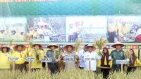 Bupati Dampingi Gubri Panen Raya dan Gulirkan Gerakan Peremajaan Kelapa Rakyat