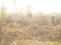 Lahan Pola KKPA Sei Intan Terbakar,  Kabut Asap Meluas