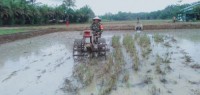 Dalam Rangka meningkatkan Ketahanan Pangan, Babinsa Koramil 02/Rambah Kodim 0313/KPR Turun Kesawah