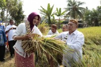 Soekirman Menghadiri Acara Nguduh Padi