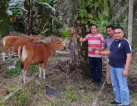 Meningkatkan Perekonomian, PT Musim Mas Melalui Program CSR Beri Bantuan Sapi