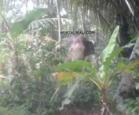 Gajah liar tersesat ke pemukiman warga Sebanga