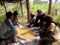 Diduga  Rusak,  Bibit  Kedelai Petani Menaming Sudah Dua Pekan Ditanam Tak Juga Tumbuh