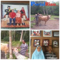 Kisah Sukses Peternak Sapi, Mampu biyayai pendidikan anak hingga Perguruan Tinggi