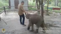 BKSDA Provinsi Riau Menyelamatkan Bayi Gajah Sumatera Terjerat Di HTI PT RPI