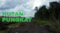 Hutan Di Inhil Rusak