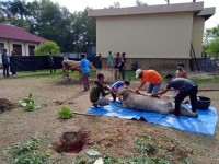 RSUD Mandau dan RSPH Duri Sembelih Belasan Ekor Sapi dan Kambing Kurban 