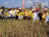 Bupati Bengkalis: Tingkatkan Produksi Tanaman Pangan Minimal 7 Persen Setiap Tahun