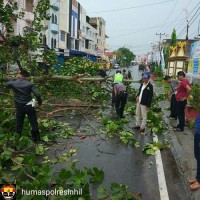Inhil Diterjang Badai, Kerusakan dan Pohon Tumbang Dimana-mana