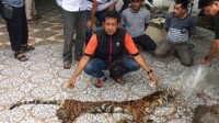 Polda Riau Ungkap Jaringan Perdagangan Organ Harimau- Tiga Orang Kurir Diamankan