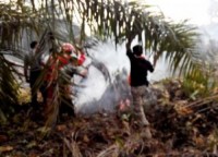 Sekitar  1,5 Hektar Lahan di Rambahsamo Dilalap Sijago Merah
