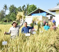 Panen Padi Organik Kelompok Tani Maju Jaya