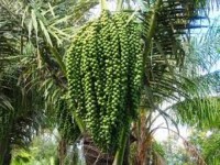 Budidaya aren janjikan keuntungan bagi masyarakat