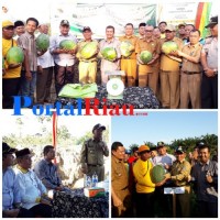 Panen Raya Semangka Perdana Bersama Bupati Pelalawan H M Harris 