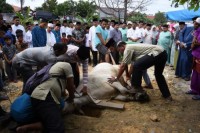 Bupati Himbau Warganya Tahun Besok Ikut Qurban