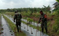 Babinsa Koramil 07/Kampar Dampingi Petani Budidaya Tanaman Cabai