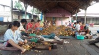 Harga Pinang di Inhil Anjlok