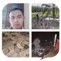 Warga Gunung Sahilan Dihebohkan, Kawanan Gajah Tesso Masuki perkebunan