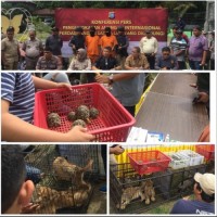 Polda Riau Gagalkan Penyelundupan Perdagangan Satwa Liar DiLindungi  Jaringan International