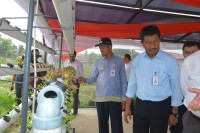 Wakil Walikota Pekanbaru Meresmikan Training Center Pertanian Hidroponik