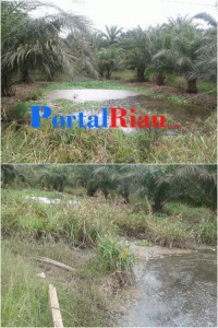 PKS PCR , Limbahnya Cemari Tanaman dan Kolam Warga Sebanga