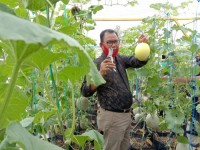 Rohil Canangkan Kota Agrowisata Buah