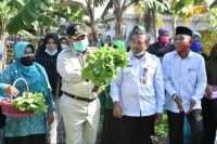 Bupati Kampar Didampinggi Kadis DKP Cokro, Panen Sayur Bayam Hasil Contoh Progam Ocu Mapan