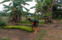 Babinsa Koramil 07/Kampar Berperan Aktif Dampingi Petani Tanam Padi