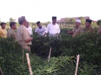 Pujud di Jadikan Pilot Projet Cabai