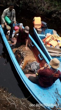 Perusahaan Dinilai Gagal Dalam Penyelamatan Satwa Liar Yang Dilindungi Pada Kawasan Restorasi