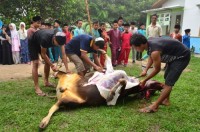 Idul Adha, SDN 1 Bengkalis Sembelih 3 Ekor Sapi
