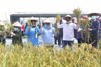Kasmarni Bersama Petani Syukuran Panen Padi di Duri,- Ajak Petani Sisihkan Rezeki Untuk Bantu Sesama