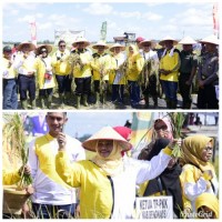 Bupati Amril Mukminin Hadiri,Panen Padi dengan Masyarakat Desa Harapan Baru