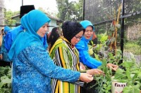 Ketua TP PKK Kota Pekanbaru serahkan bantuan benih dan Sarana Produksi Pertanian
