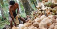 *Harga Kelapa Terjun Bebas, Petani Inhil Menjerit*
