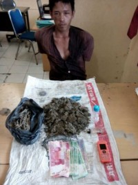 Lagi-Lagi Tim Satuan Narkoba Polres Rohul  Berhasil Menciduk Pemilik Daun Ganja