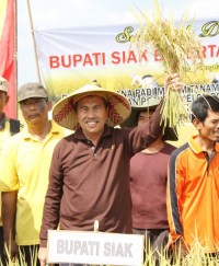 Syamsuar Bangga Pertanian Sungai Apit Berhasil 