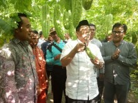 Dinas Ketahanan Pangan Kampar Melaksanakan Panen Raya di Desa Pulau Sarak