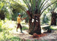 Harga Melorot Tajam Petani Kelapa Sawit dan Karet di Rohul Menangis