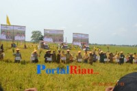 Pemkab Siap Jadikan Rohil Sebagai Lumbung Padi Terbesar di Riau 