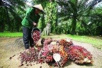 Walaupun Pelan,Petani Sawit Menyambut Baik Kenaikan Harga TBS