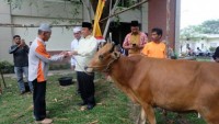 Bupati Wardan Saksikan Penyembelihan 9 Sapi Qurban Setda Inhil
