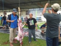 Panitia Qurban Desa Kepenuhan Raya Potong Sapi 9 Ekor Sapi 1 Ekor Kambing