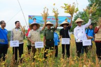 Kasrem 031/Wirabima Hadiri Panen Raya Kedelai  Di Kecamatan Rumbai Pesisir