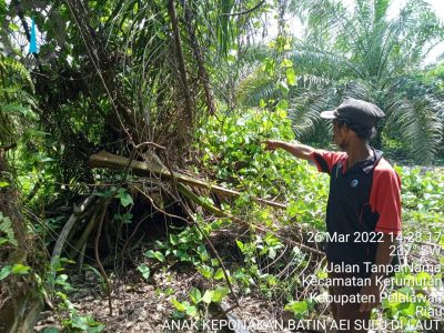 Anak keponakan batin aei suluh dilaut, Resmi Laporkan PT. GH ke LAM Riau