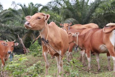 Asuransi Ternak Sapi Ditargetkan Disbunakkeswan Kampar 1050 Ekor