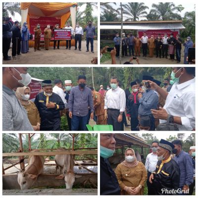Bupati Bengkalis Hadiri, Bantuan CSR PHR Penggemukan Sapi Di Desa Tengganau