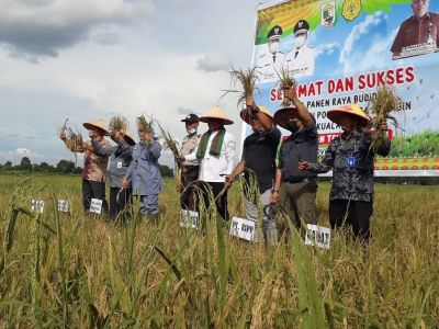 BUPATI PELALAWAN H ZUKRI MISRAN PERESMIAN PANEN RAYA PADI DI DESA KUALA PANDUK